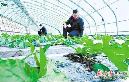 #疫情防控临夏在行动#【决战决胜脱贫攻坚】书写决战脱贫攻坚的春天答卷—甘肃全力推进脱贫攻坚任务落实纪实