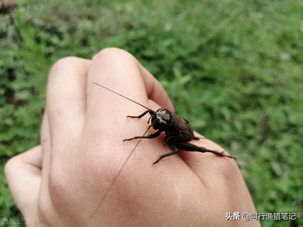 钓草鱼有什么特效饵料好用,钓草鱼的最佳草饵