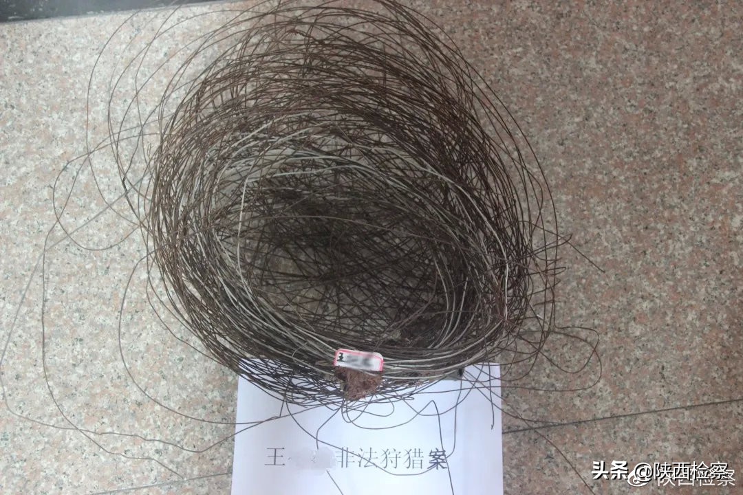 野生动物保护公益诉讼检察建议,多部门推动野生动物公益司法保护