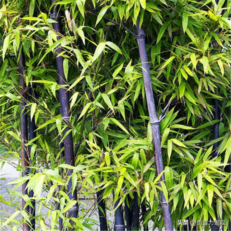 南方庭院种植什么竹子品种最好,庭院适合种什么竹子可以做隔断