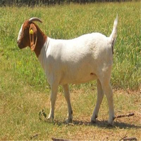 山羊咳嗽是怎么回事,波尔山羊反复发烧咳嗽