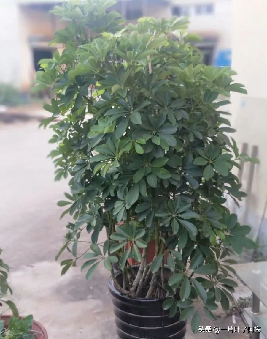 5个植物最招财,能开花又好养的植物又有寓意