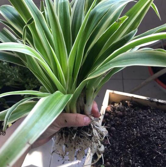 怎么把金边吊兰养得又矮又壮,金边吊兰爆盆了怎么养护