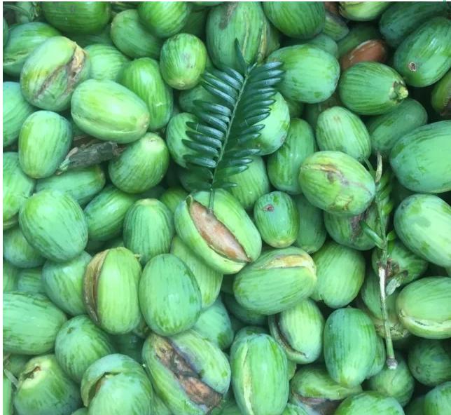 诸暨特产香榧营养价值,香榧果有哪些营养价值