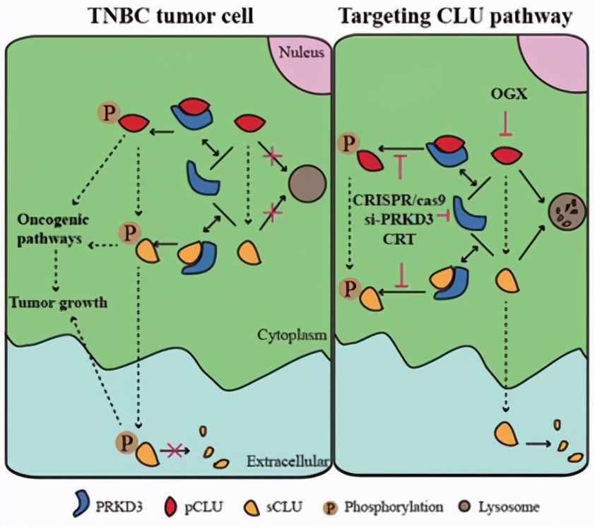 南师大的专项技术有哪些,南大科研成果入选十大科技进展