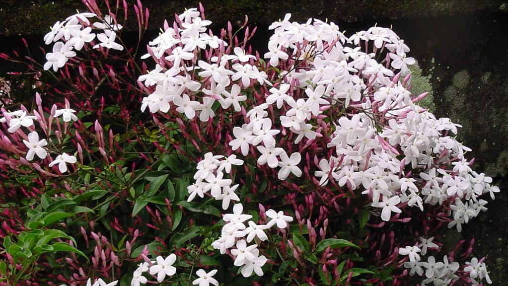 园林人需要知道的85个花卉知识,园林花卉的种类及图片