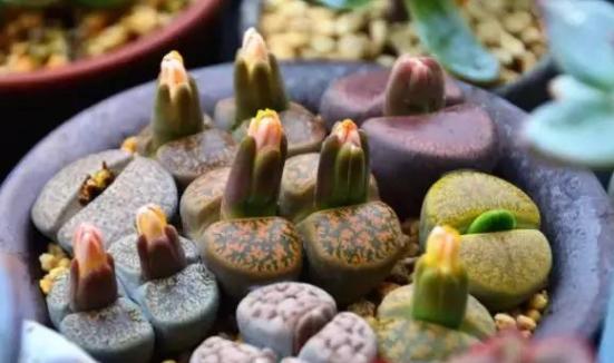 生石花底部烂了个洞怎么补救,生石花徒长了怎么修复