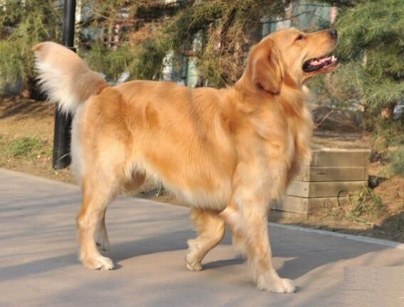 世界犬类智商排名倒数第一,世界犬类智商排名100名