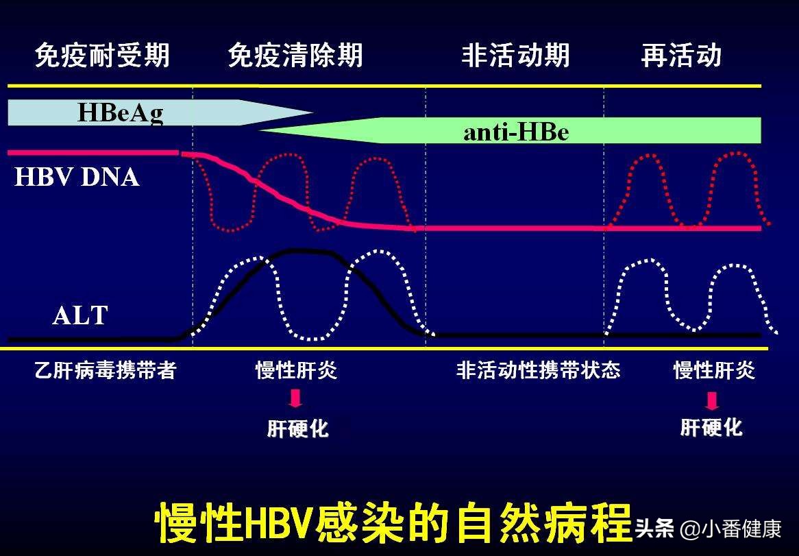 乙肝两对半135阳性怎么处理,乙肝两对半135阳性怎么证明不传染