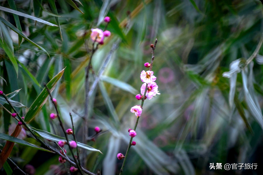 无锡梅园万紫千红约你来，三月梅花盛开，读懂坚韧不拔品质值千金