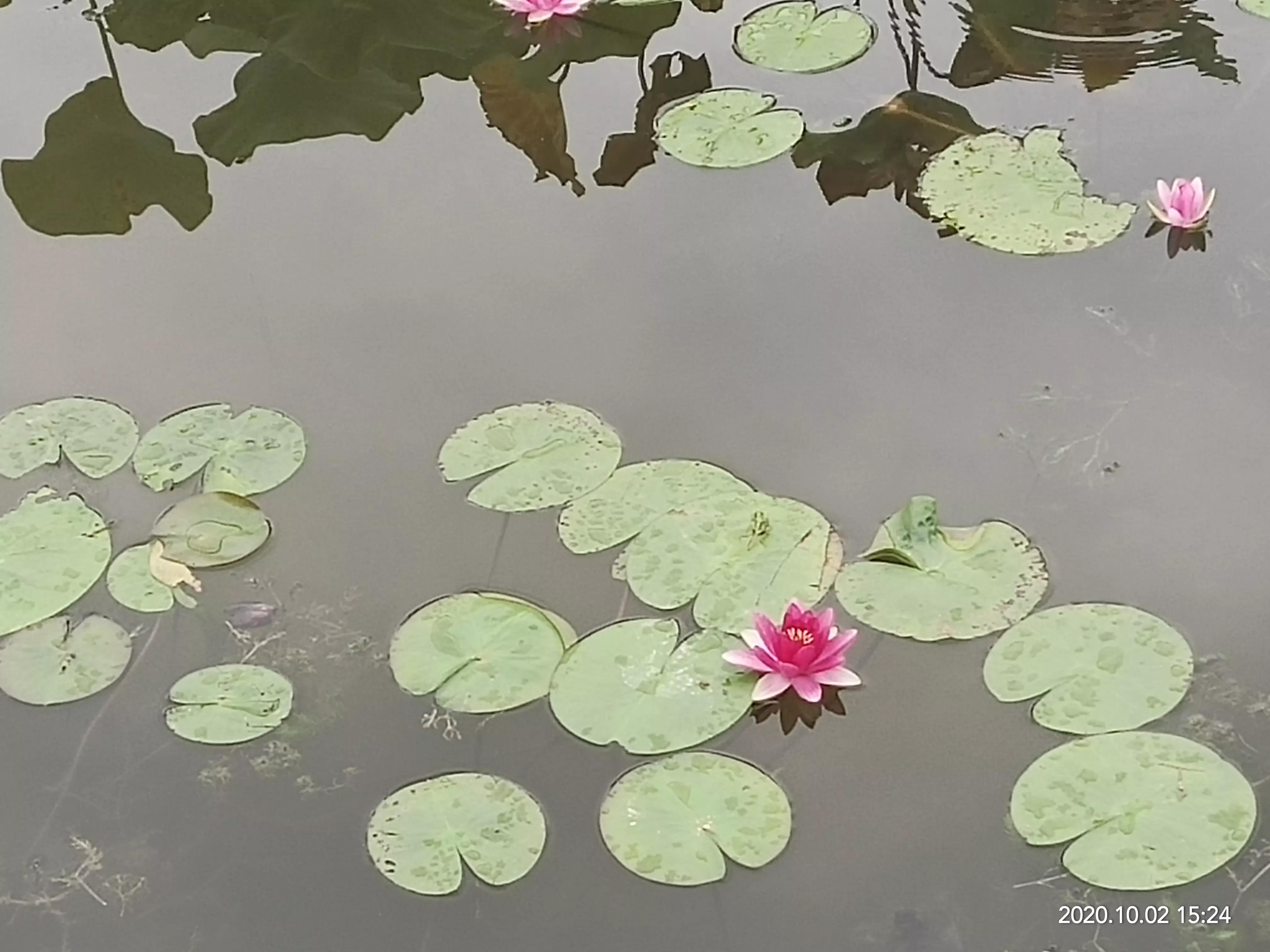 一朵荷花清新唯美,获奖唯美荷花
