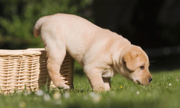 金毛幼犬吃什么补钙效果最好,金毛幼犬吃什么牌子钙最好