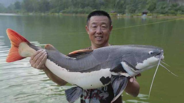 南宁市钓鲤鱼高手,南宁知名钓鱼大师