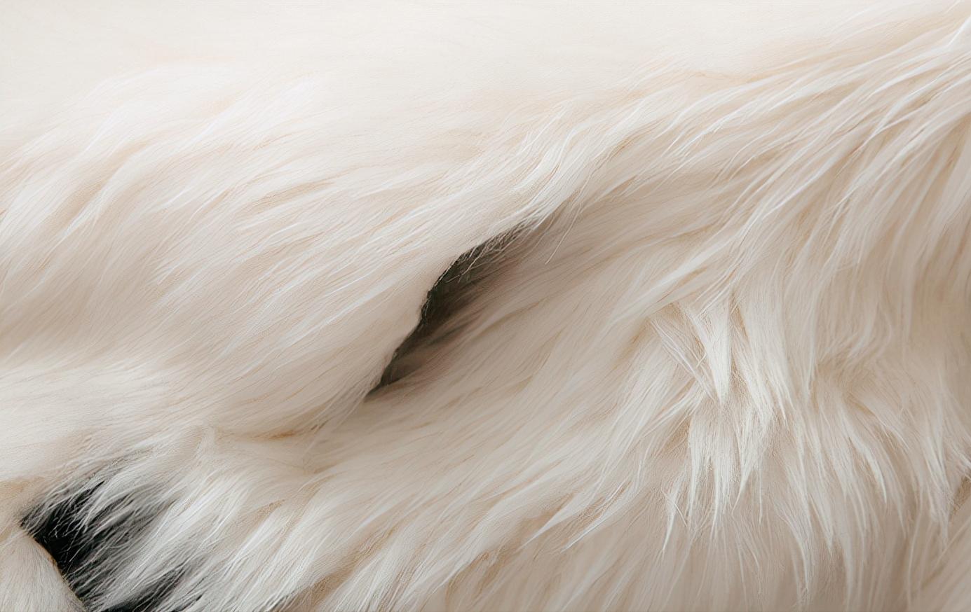 为什么市场上有价格低的皮草,皮草为什么越来越少了