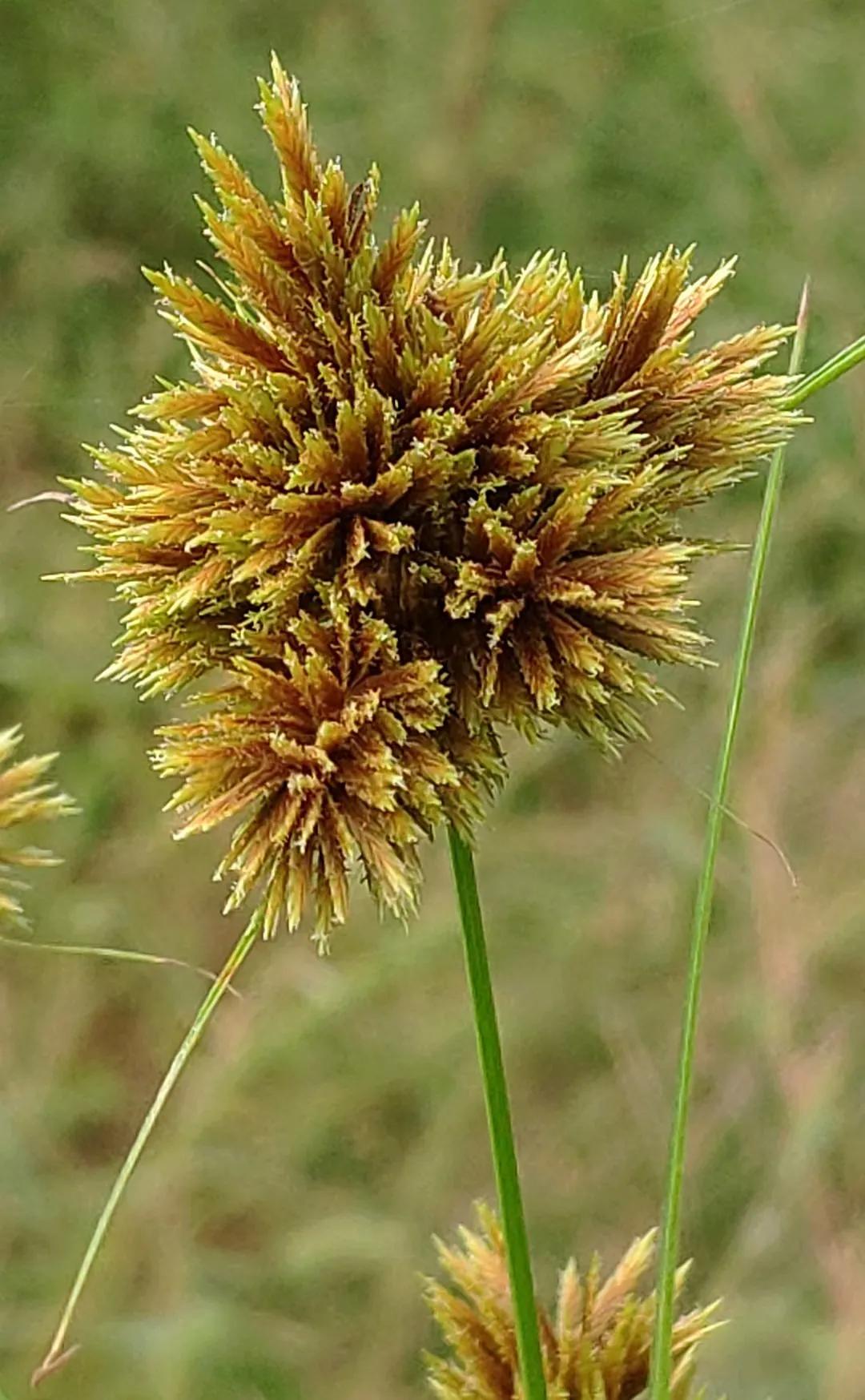 绗旀潵灏忚,绗旀潵