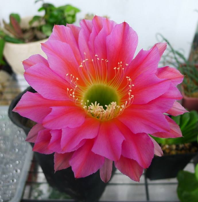 101个仙人球品种,101种仙人球开花图片