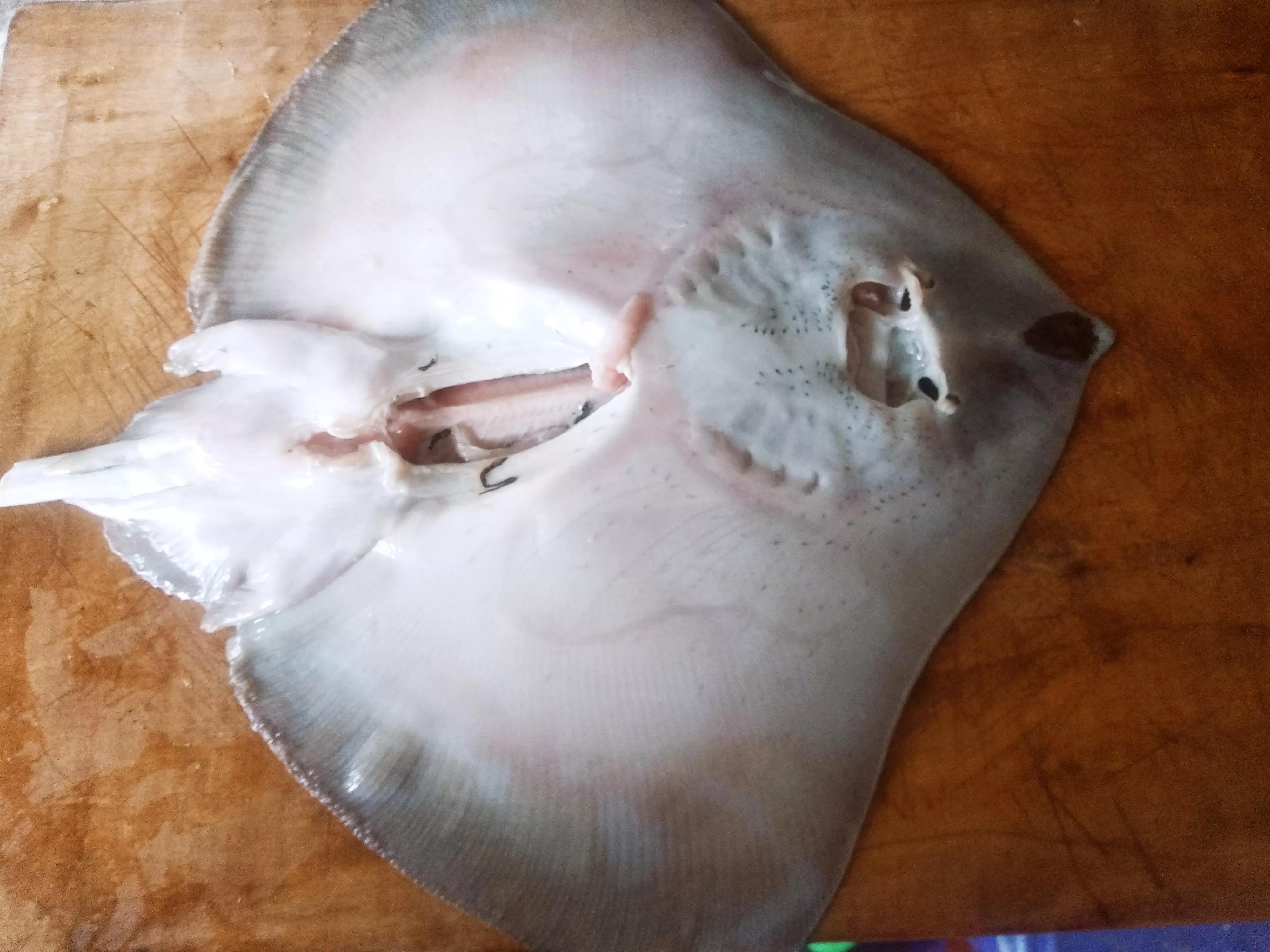 中国常见的十种海鱼类,冬天常见的海鱼