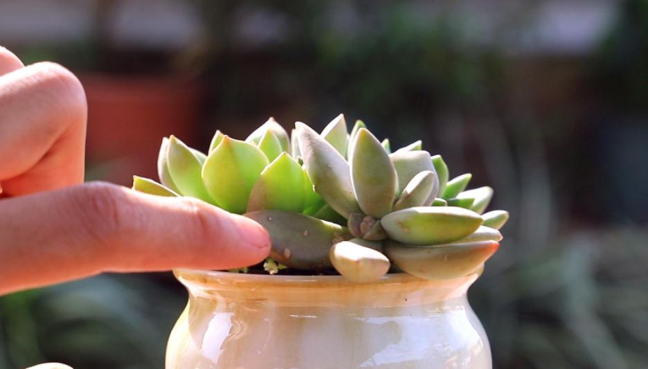 多肉淋雨徒长了怎么办,多肉梅雨季节发霉