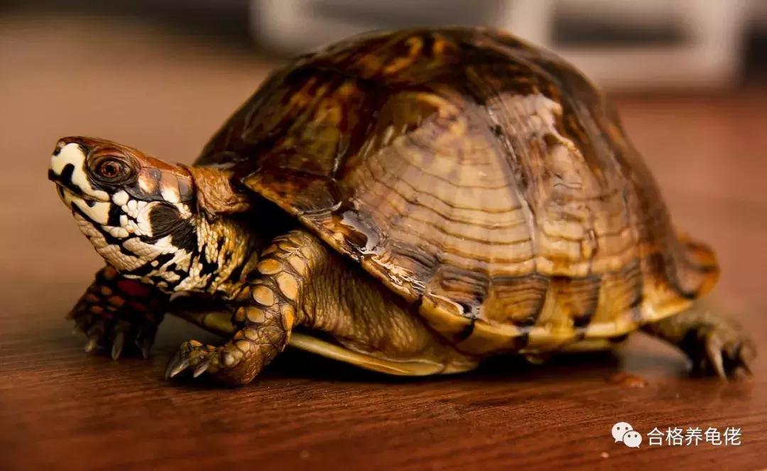 龟生病了干养还是浅水,龟生病用土霉素吗