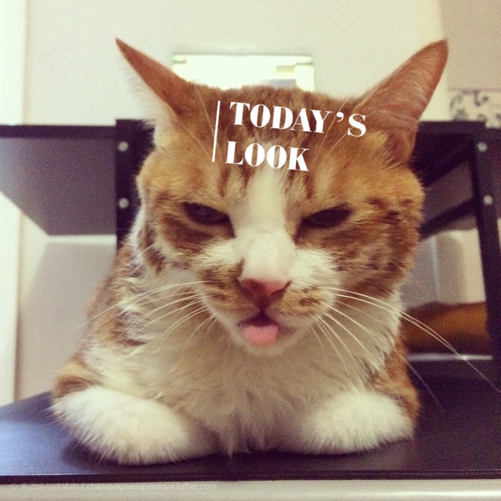 猫咪呕吐不仅是消化疾病引起,你想知道的预防措施都在这