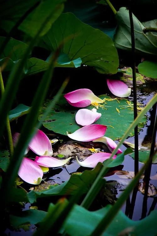残荷虽败风骨犹存文案,残荷虽败能听雨