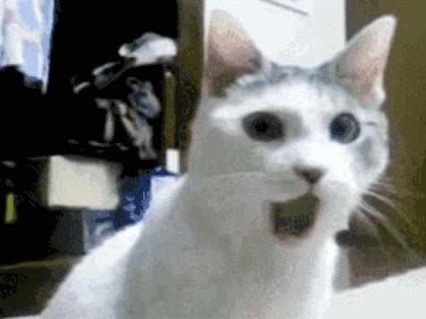 猫的叫声能看出什么,猫的声音叫你好