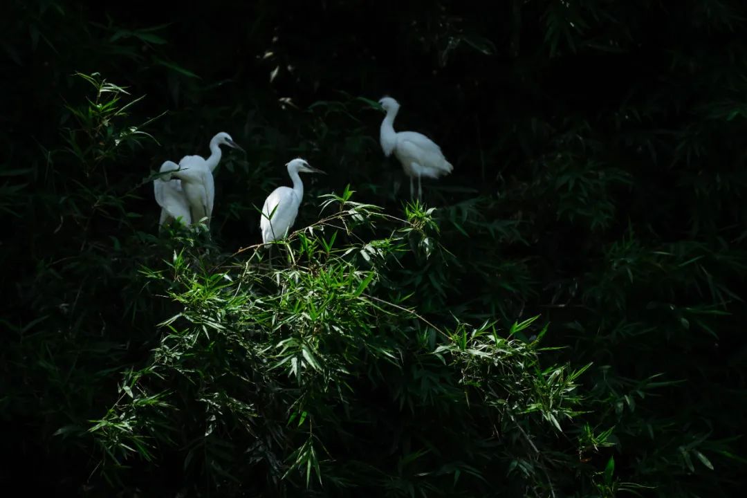 吴彦祖拍的劲爆电影,吴彦祖最新片