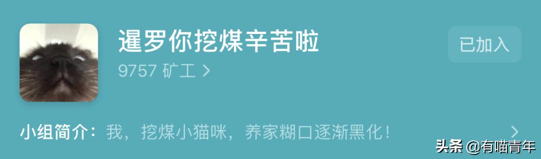 橘猫为什么是魔鬼,橘猫的恐怖之处