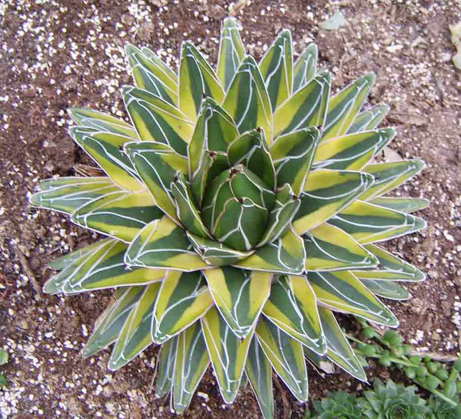 奇花异草大全罕见图文,极其罕见的奇花异草