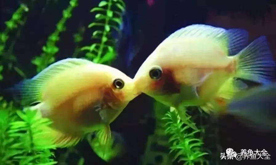 有什么能增加鱼缸里的菌群,鱼缸里面的菌群怎么培养