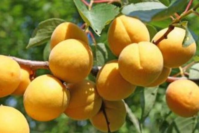 食鉴本草苦杏仁,药食两用的杏仁