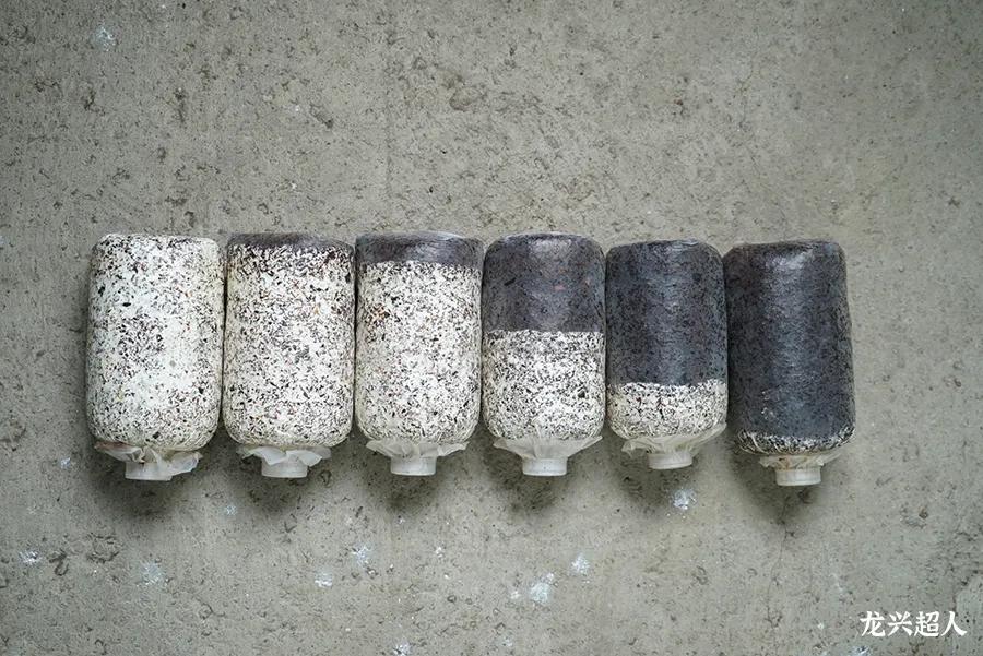 贵州的道地药材天麻,天麻属于哪里的道地药材