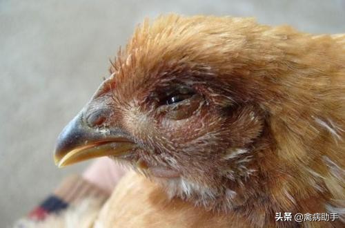 鸡流眼泪眼肿怎么治疗,鸡肿头肿眼怎么治