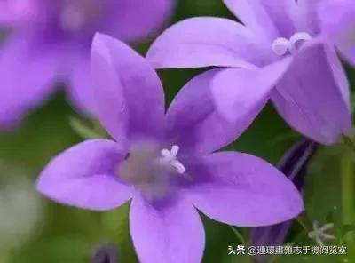 各种花的花语文案,花的花语100种