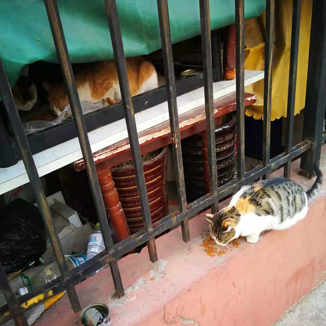 哪些猫不掉毛又有很多毛,哪些猫不掉毛爱叫乱跑