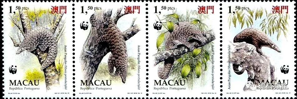 童正祥：邮票上的穿山甲故事