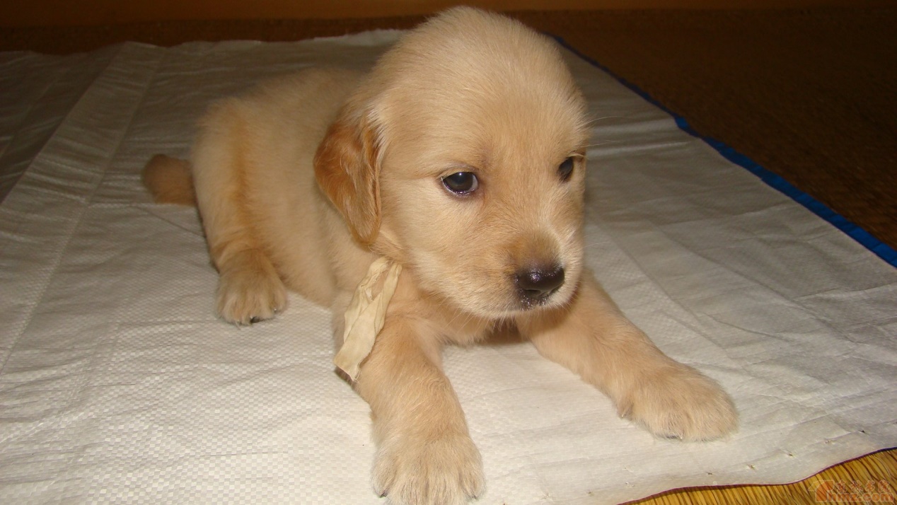 金毛多大才能出去遛,8个月大金毛遛狗时老爆冲怎么办