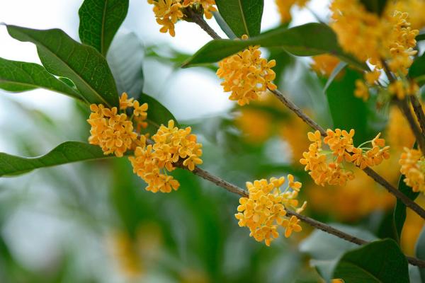 核桃黑芝麻治腰痛的方法,核桃芝麻饮的做法和配方