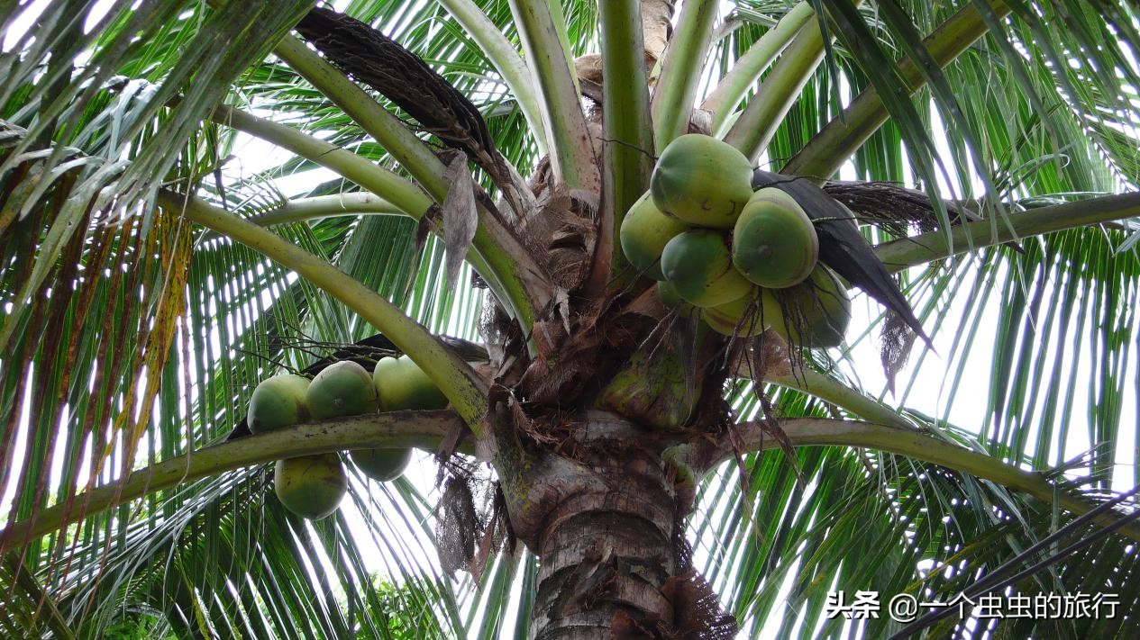 海口东郊椰林,东郊椰林的椰风摇曳