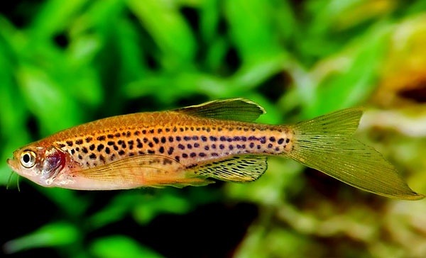 豹纹斑马鱼是什么鱼种,豹纹蝶翼荧光绿斑马鱼