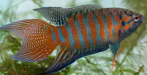 长相奇特还便宜的小型观赏鱼,长相奇怪且便宜的观赏鱼