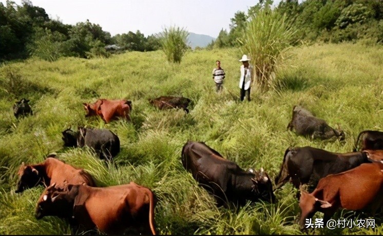 大学生回乡创业养殖土地政策,回乡养殖什么最赚钱