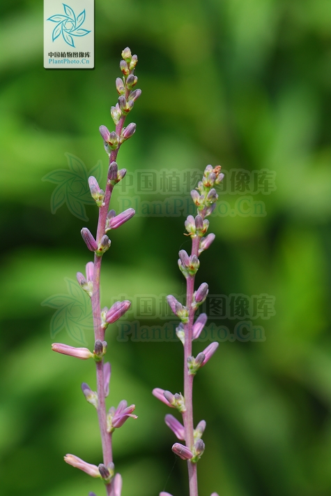 藁本神农本草经,神农本草经葛根原文