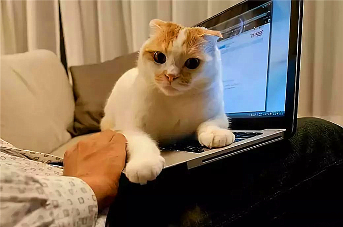 猫咪可以不吃猫粮吗只吃肉吗,猫咪不吃猫粮怎么办教你三招治疗