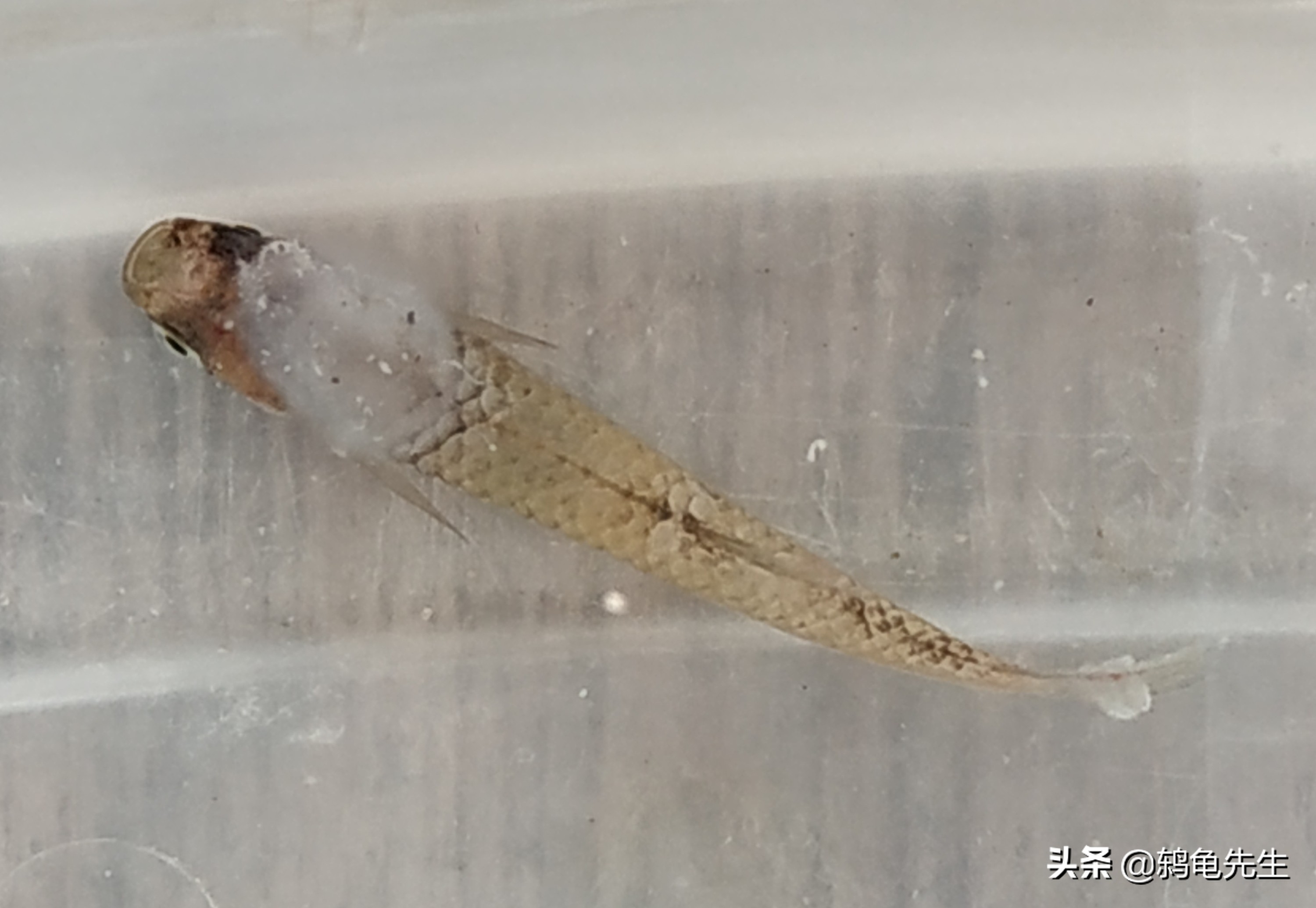 冬天鱼得了水霉病该怎么治疗,观赏鱼水霉病好转脱落白毛