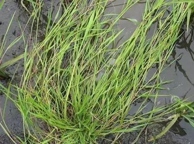 地里的野菜不认识拍照片怎么查,农田常见100种杂草图谱名称