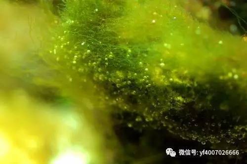 钦州喜欢养鱼的小伙伴,海缸里藻太多?莫怕,我为你解决