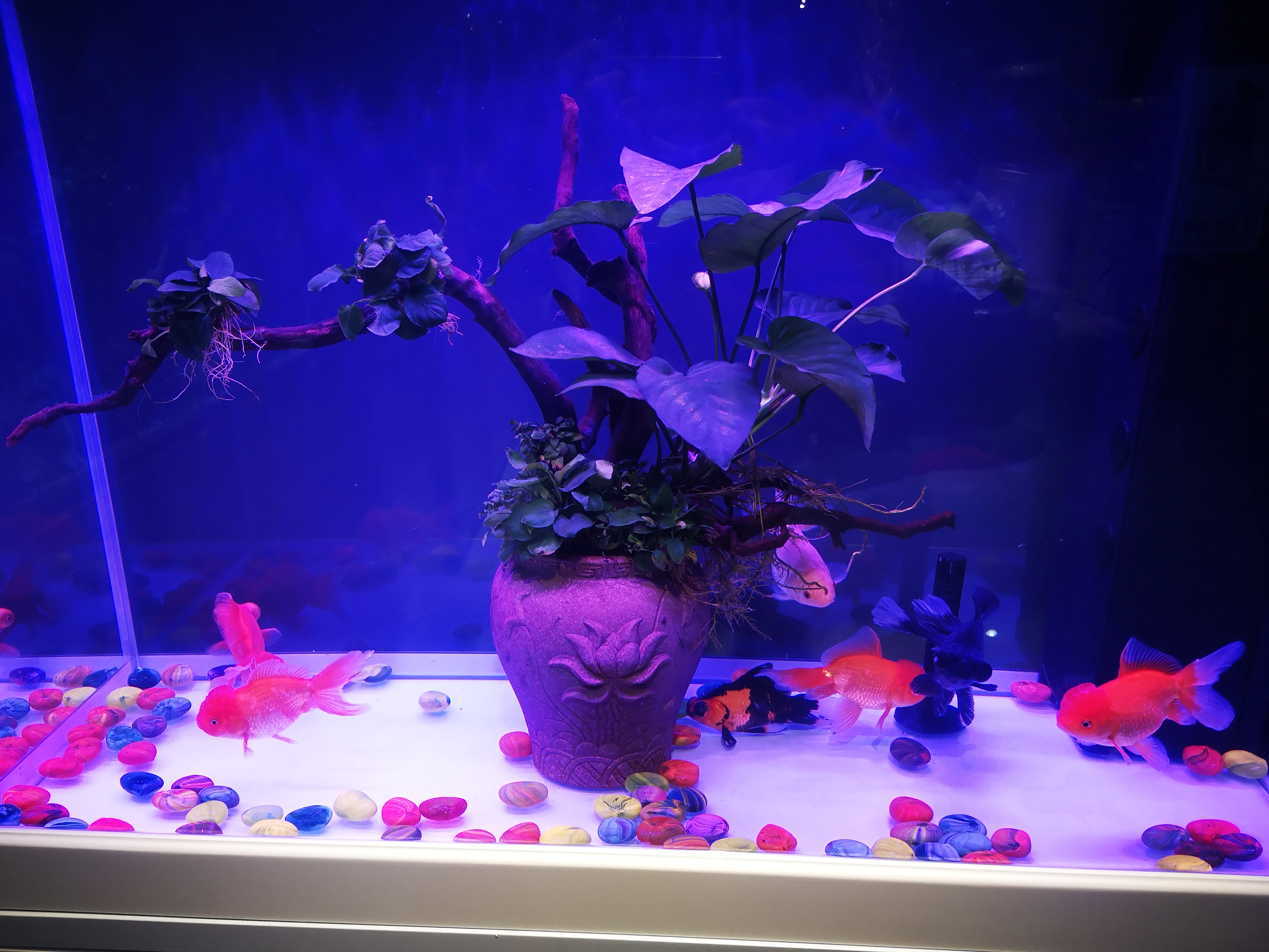 都说治疗疾病不如预防疾病,观赏鱼的疾病预防我们该从何做起?