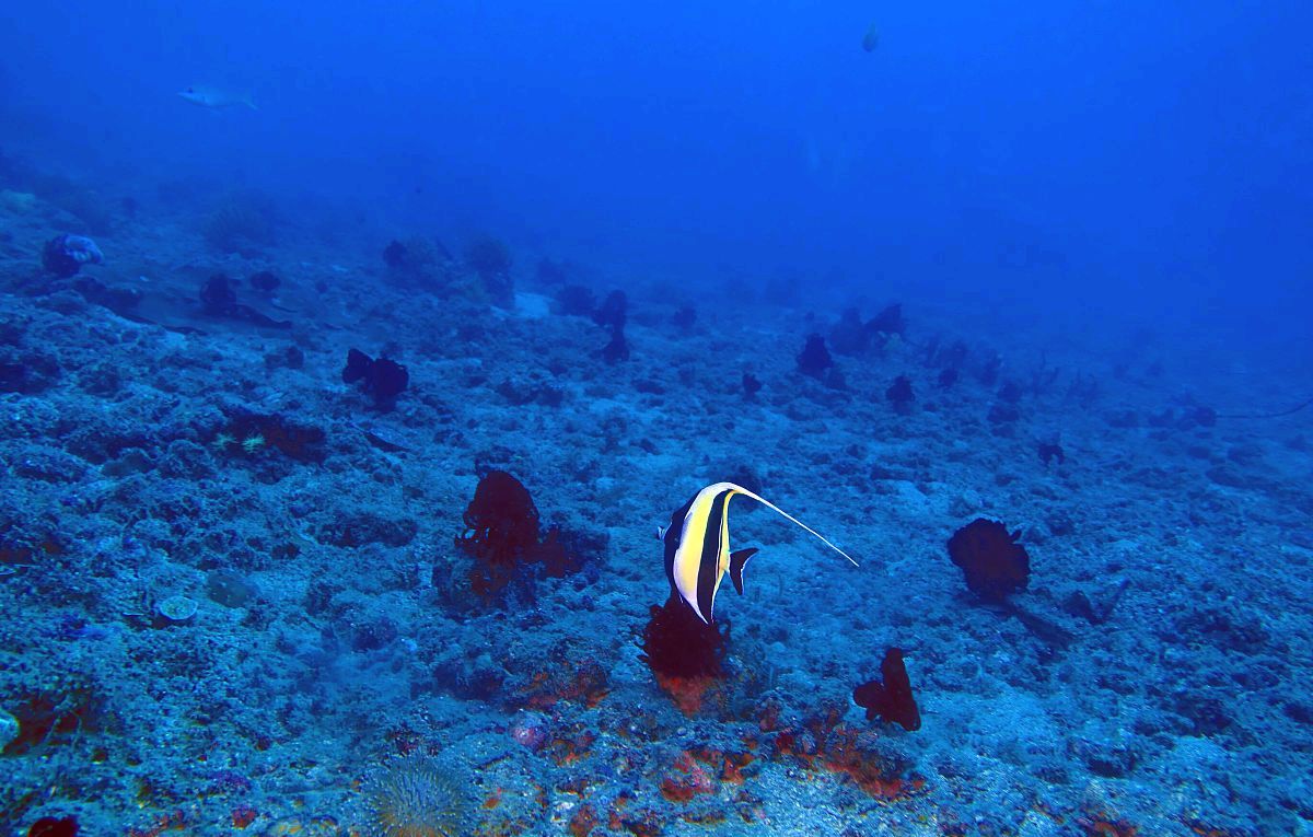 海洋也有其生命历程?“威尔逊旋回”带你领略海洋的一生