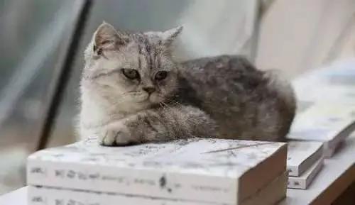 猫咪厌食的原因和解决方法,猫咪食欲不振最佳解决方法